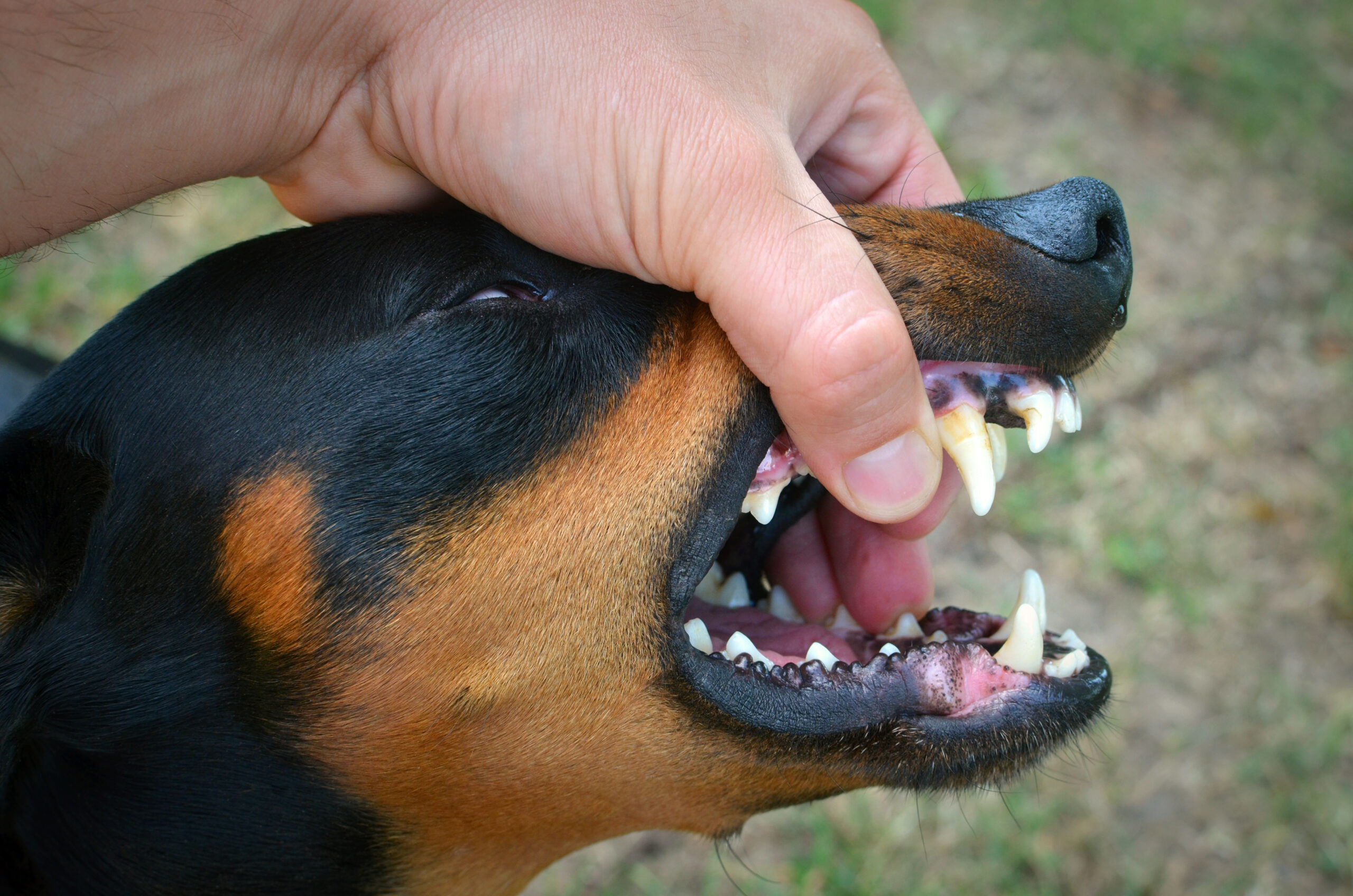 Indemnización por ataque de perro: responsabilidad y cómo reclamar